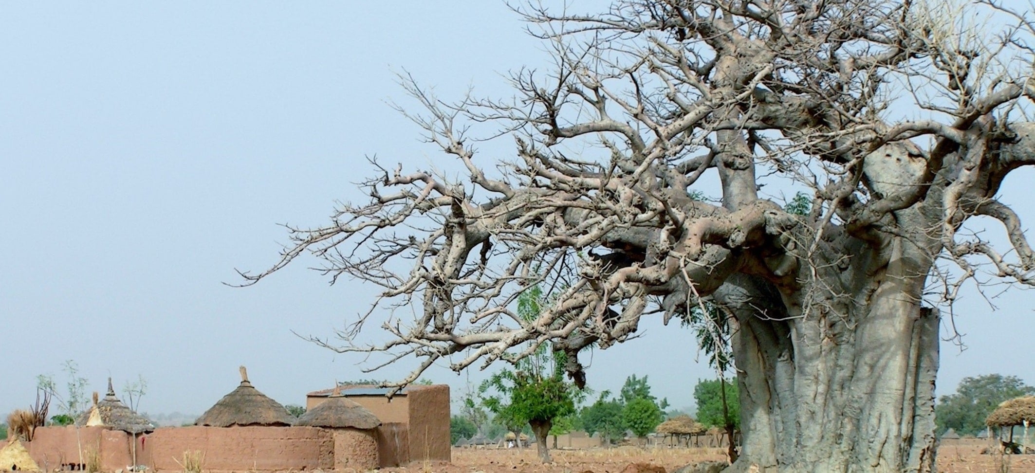 Boabab d'Afrique